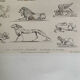 Lithographie ancienne orientale - Ornements de la Perse