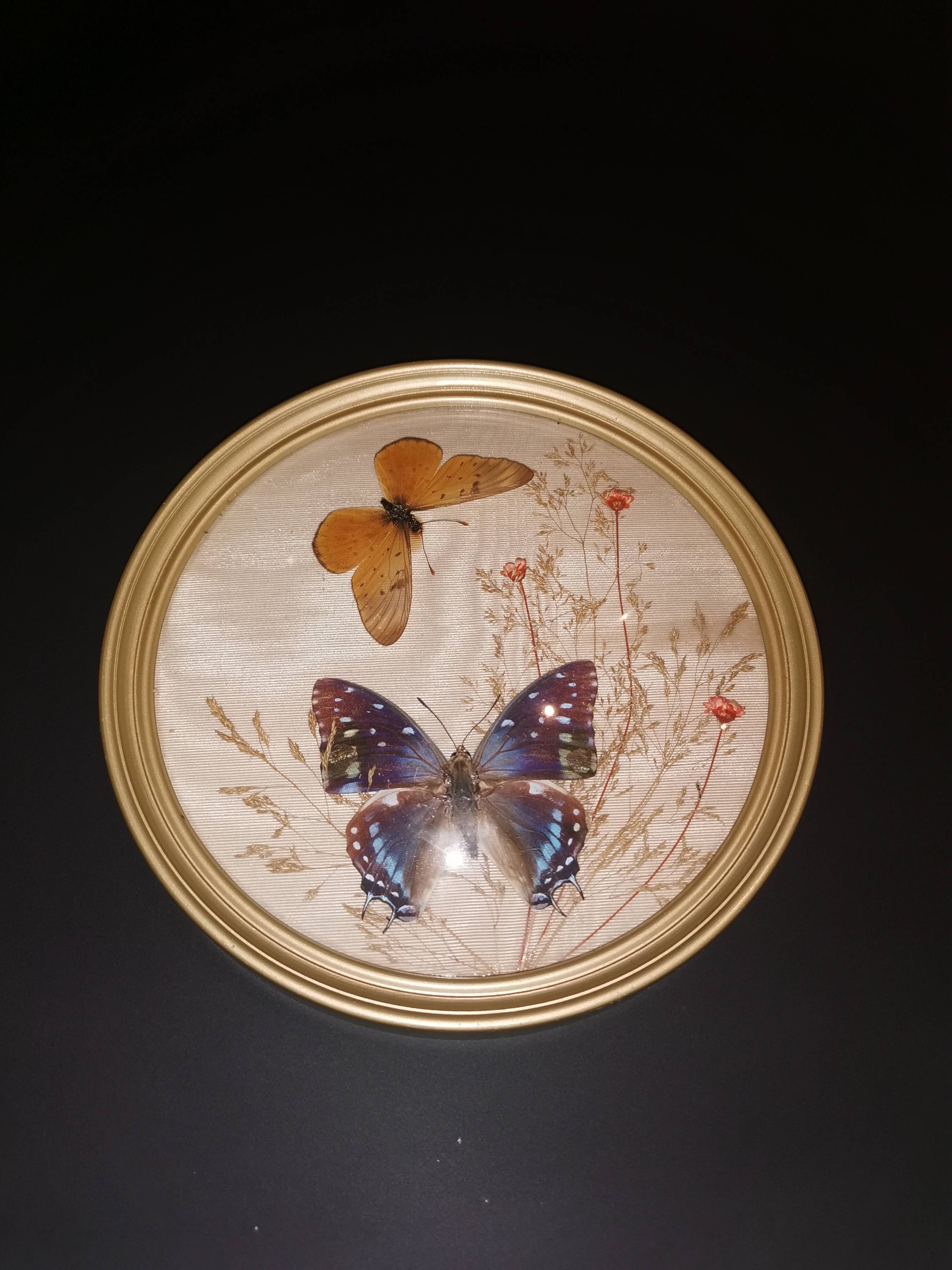 Naturalized butterfly