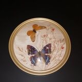 Naturalized butterfly