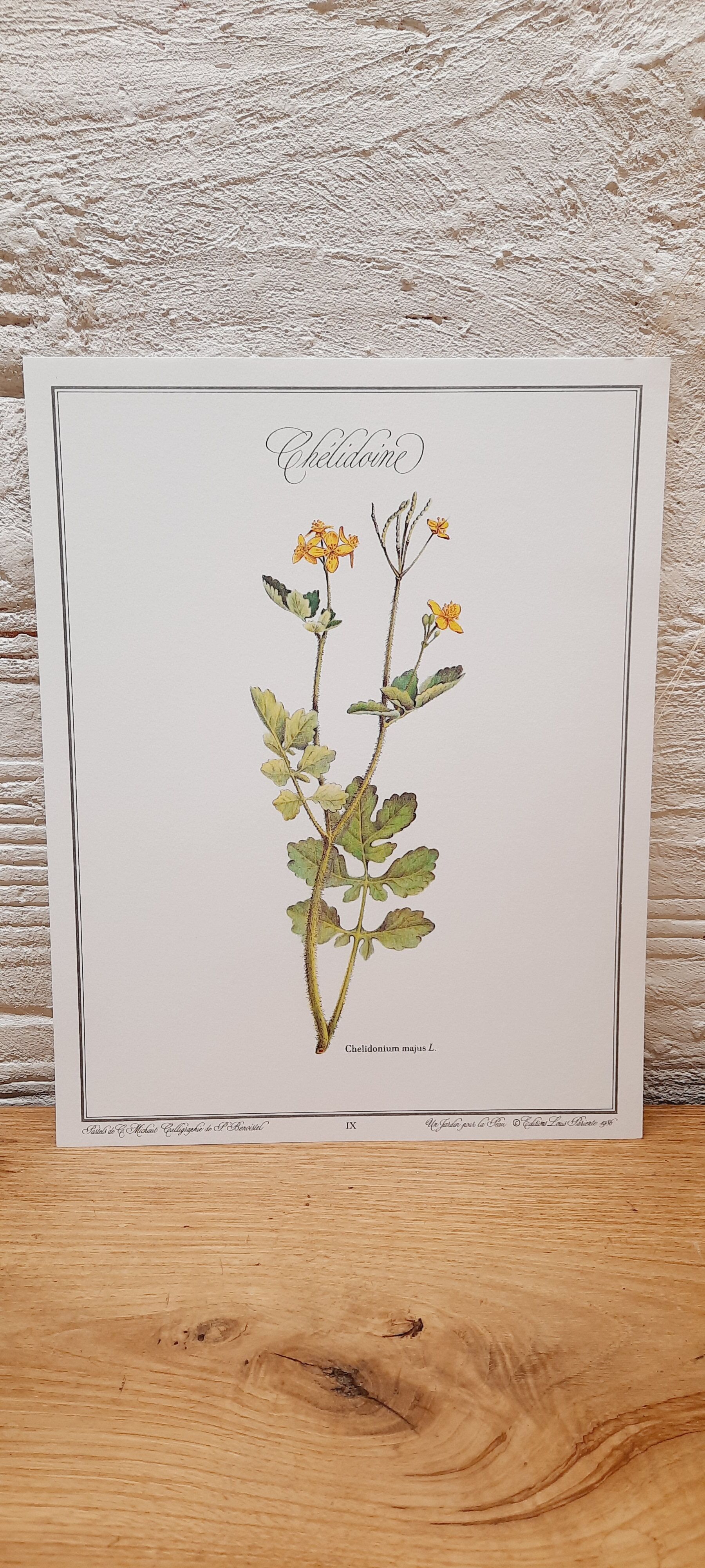 Botanical plate Chelidoine