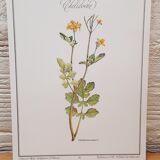 Botanical plate Chelidoine