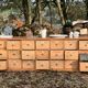 Commode allemande, bureau comptoir en pin 21 tiroirs