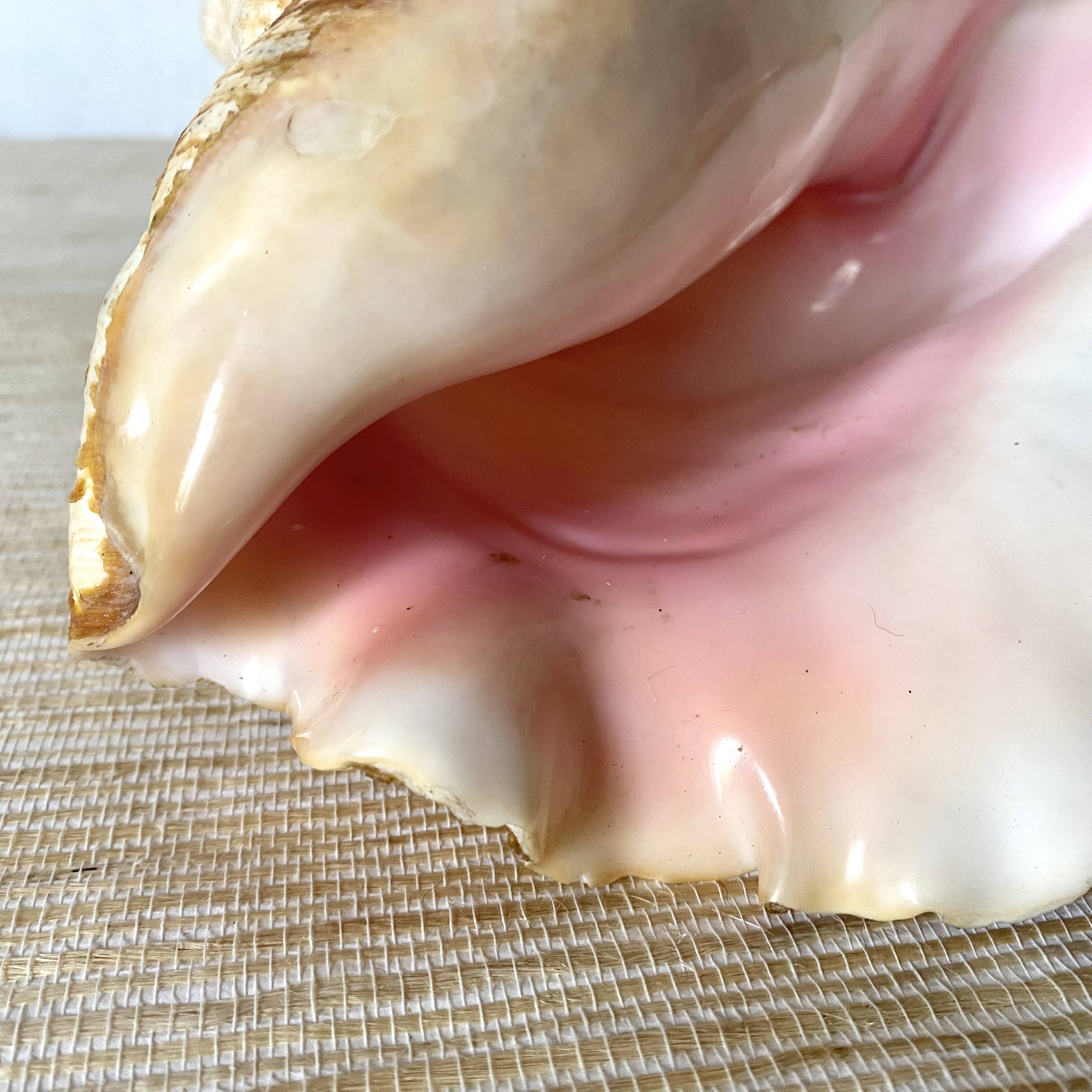 Real shell, conch, great conch