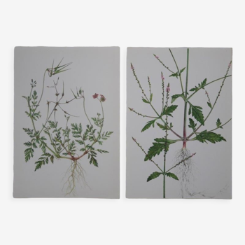 Set of 2 botanical plates cicutary and verbena
