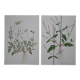 Lot de 2 planches botaniques cicutaire et verveine