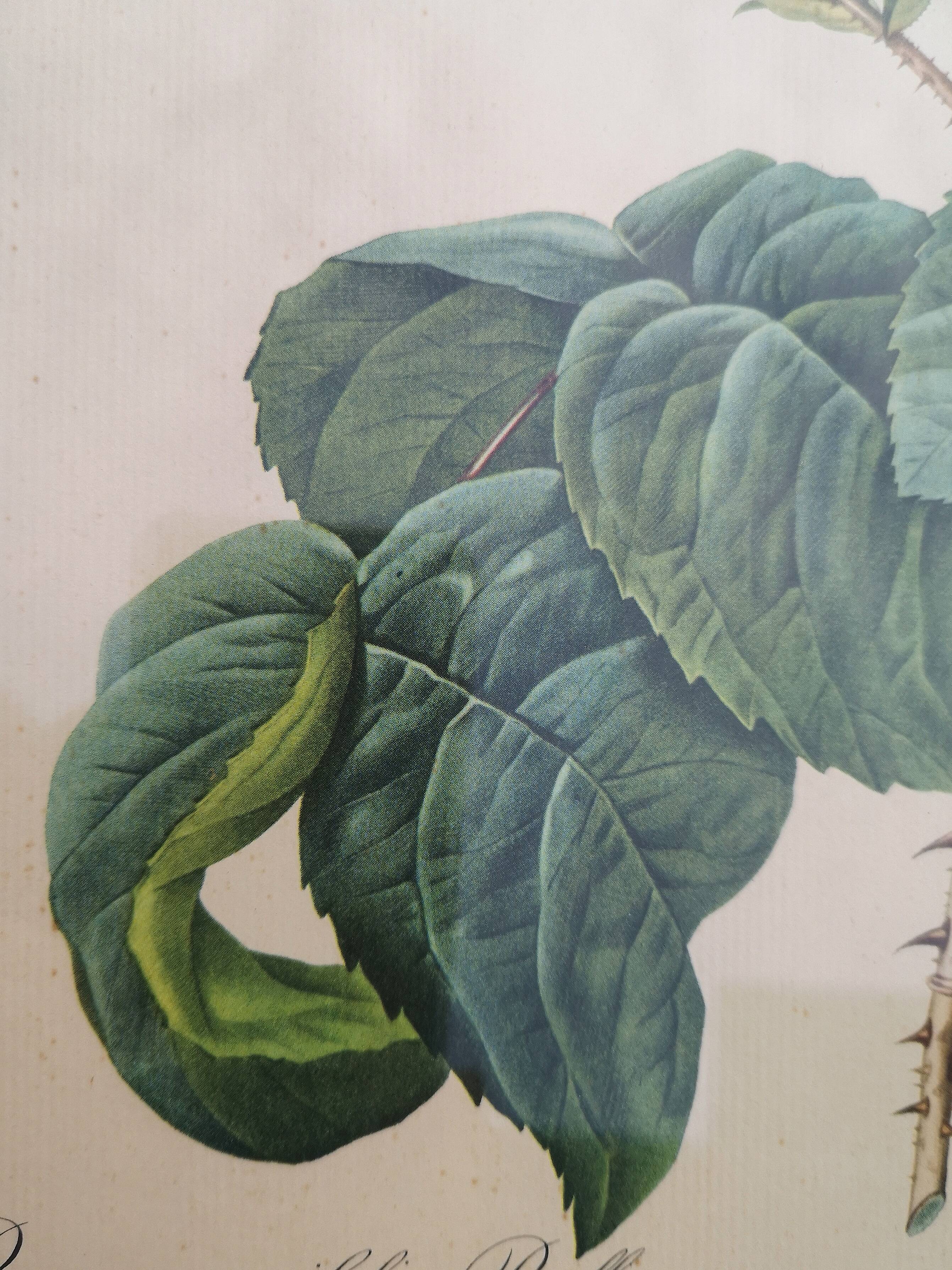 Framed lithograph by Pierre-Joseph Redouté