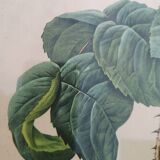 Framed lithograph by Pierre-Joseph Redouté