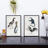Set of 2 framed chimera lithography animal engraving
