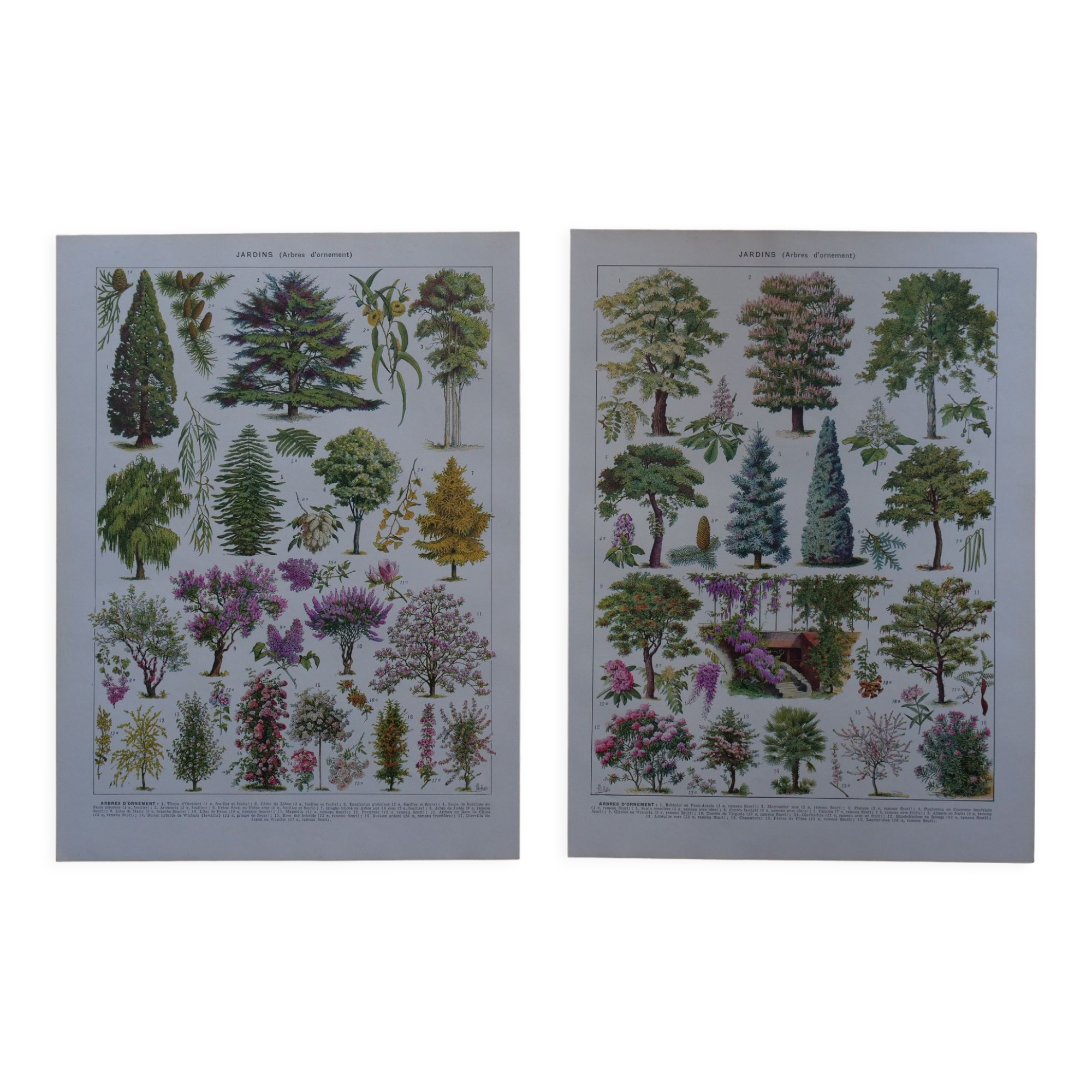 Original lithographs on gardens and ornamental trees