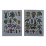Original lithographs on gardens and ornamental trees