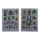 Original lithographs on gardens and ornamental trees