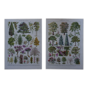 Original lithographs on gardens and ornamental trees