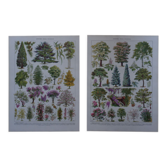 Lithographies originales sur les jardins et les arbres d'ornement