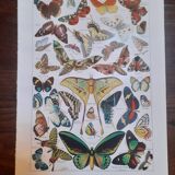 Lithograph on butterflies from 1948