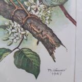 Bird frame