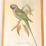 Vintage J.Gould color lithograph
