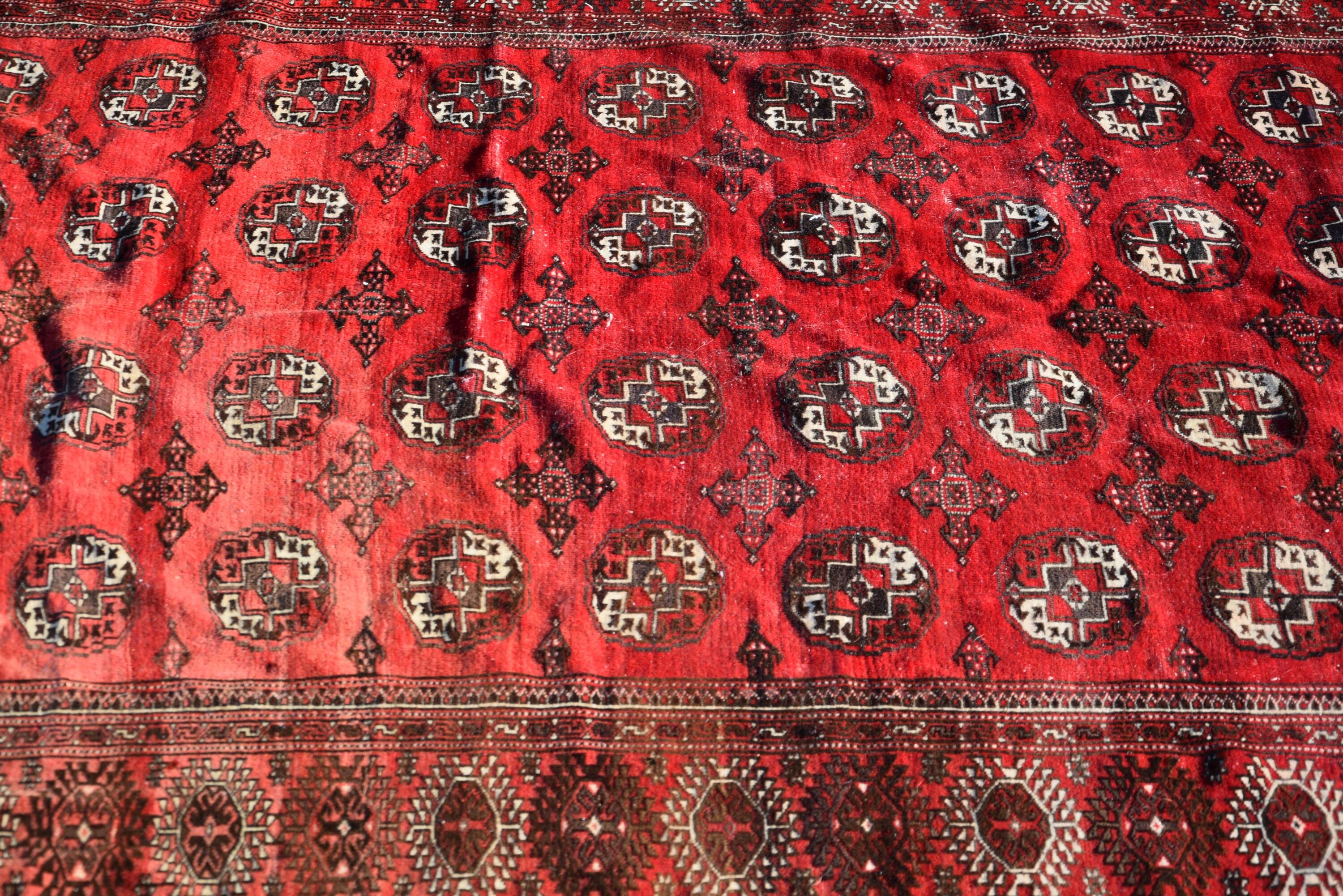 Tapis d'orient Boukhara Turkmène : 310 x 220 Cm