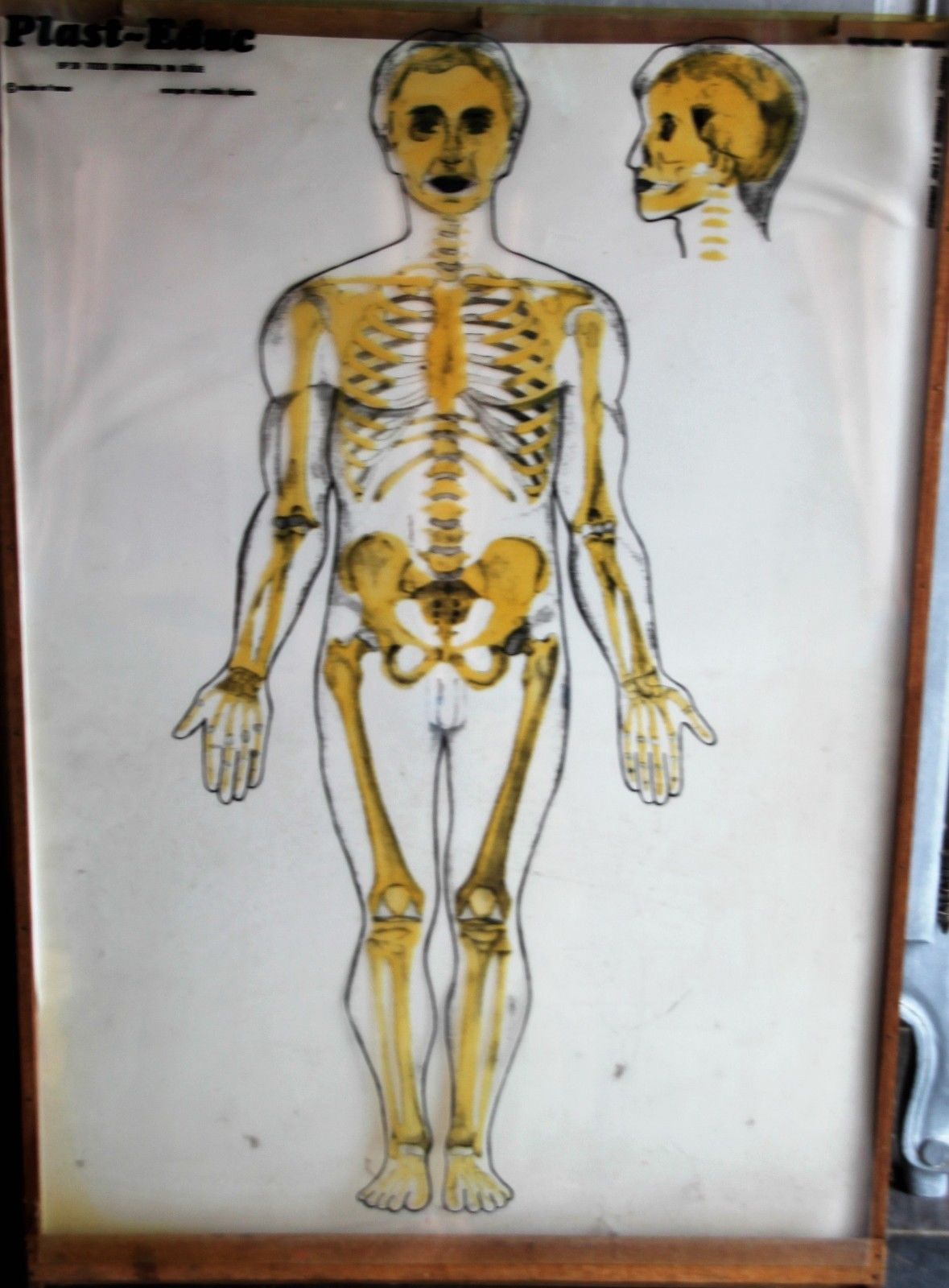 Boards of the human body medicine or school