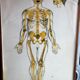 Boards of the human body medicine or school
