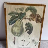 Lithograph, old botanical poster