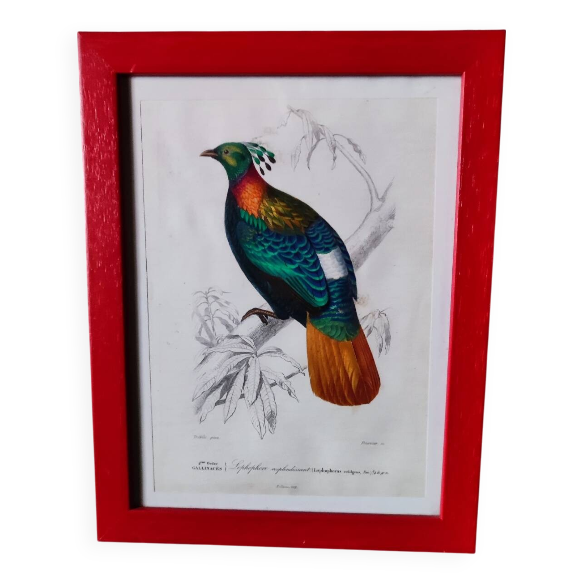 Color lithograph, Gallinaceous, JC Fournier