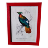 Lithographie couleur, Gallinacés, J.C. Fournier