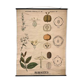 Botanical pedagogical poster "Rubiacées", Emile Deyrolle, XIXth, 1890s