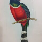 Table Illustration of a bird - The Trogon
