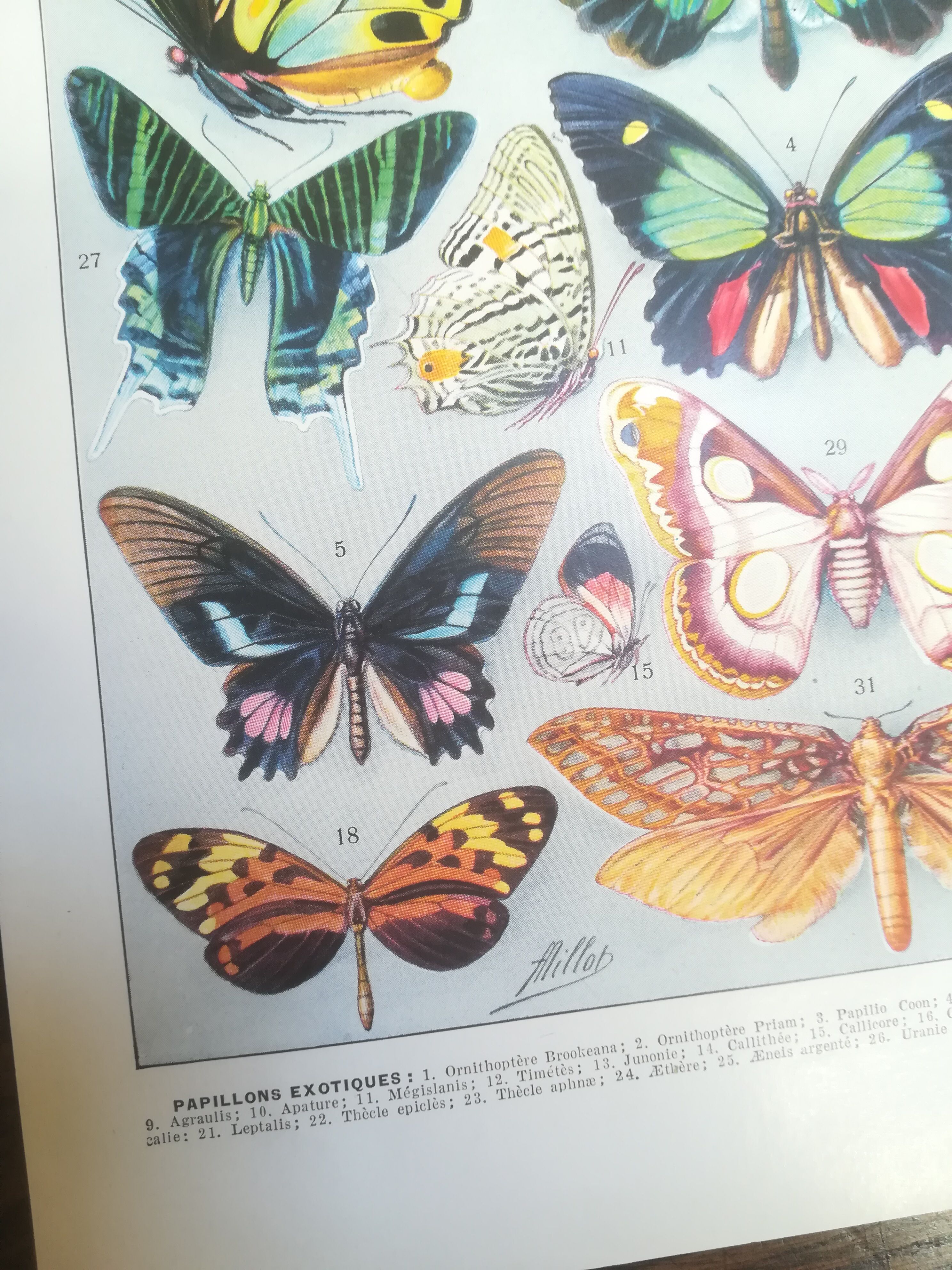 Lithographie sur les papillons de 1928 "exotiques"