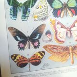 Lithograph on "exotic" butterflies of 1928