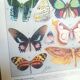 Lithographie sur les papillons de 1928 "exotiques"