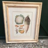 Framed botanical board, vegetables