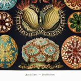 Affiche sur "Les Ascidies", d'après une lithographie ancienne de 1904.