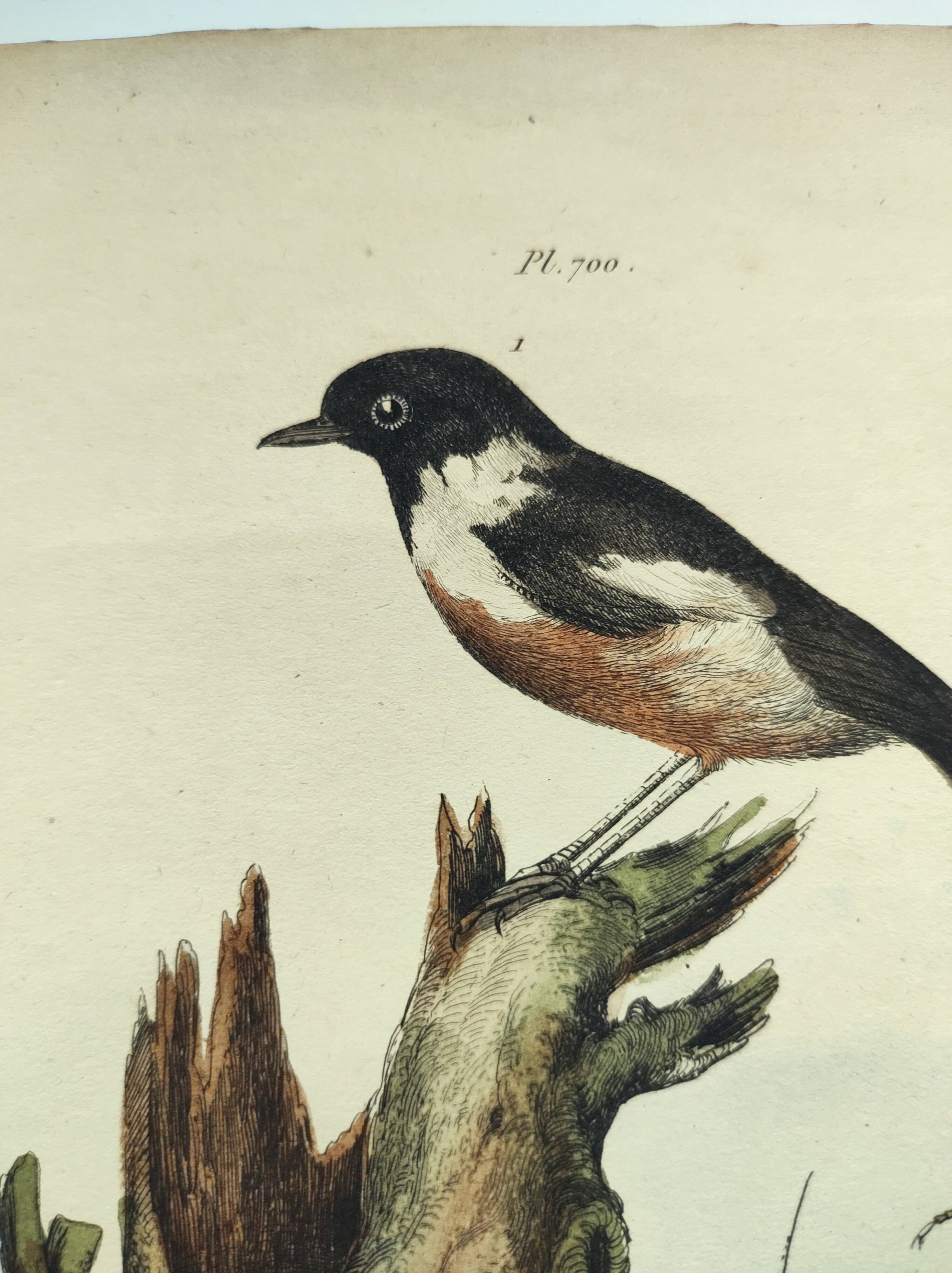 Gravure ancienne de 1838 -Oiseau Traquet - Planche coloriée à la main zoologique et botanique