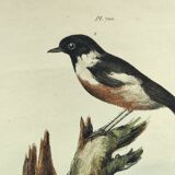 Gravure ancienne de 1838 -Oiseau Traquet - Planche coloriée à la main zoologique et botanique