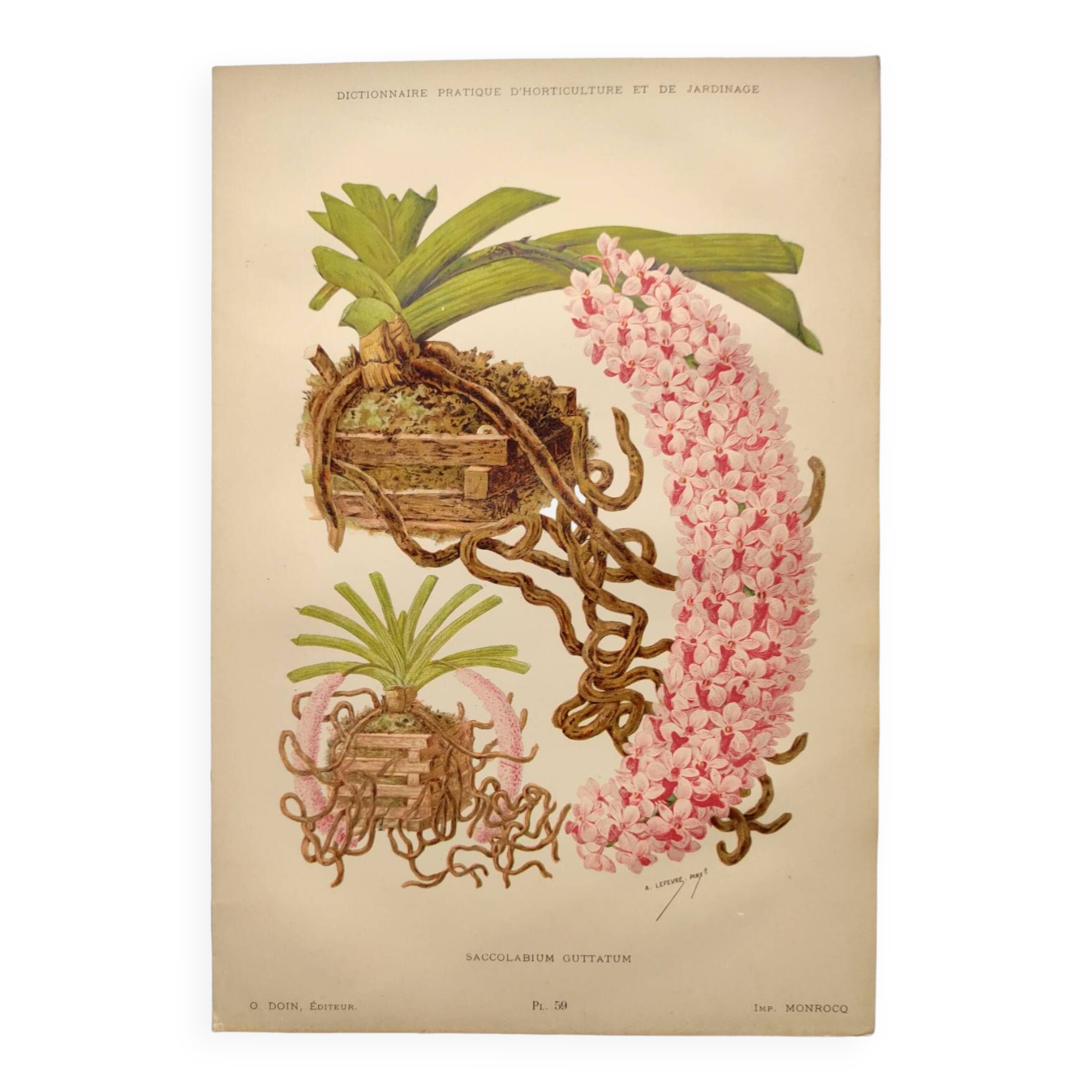 Botanical plate from 1897 - Spotted Saccolabium - Original old flower engraving by A.Lefevre