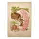 Botanical plate from 1897 - Spotted Saccolabium - Original old flower engraving by A.Lefevre