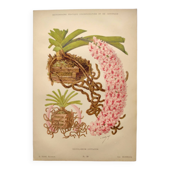 Botanical plate from 1897 - Spotted Saccolabium - Original old flower engraving by A.Lefevre