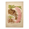 Botanical plate from 1897 - Spotted Saccolabium - Original old flower engraving by A.Lefevre