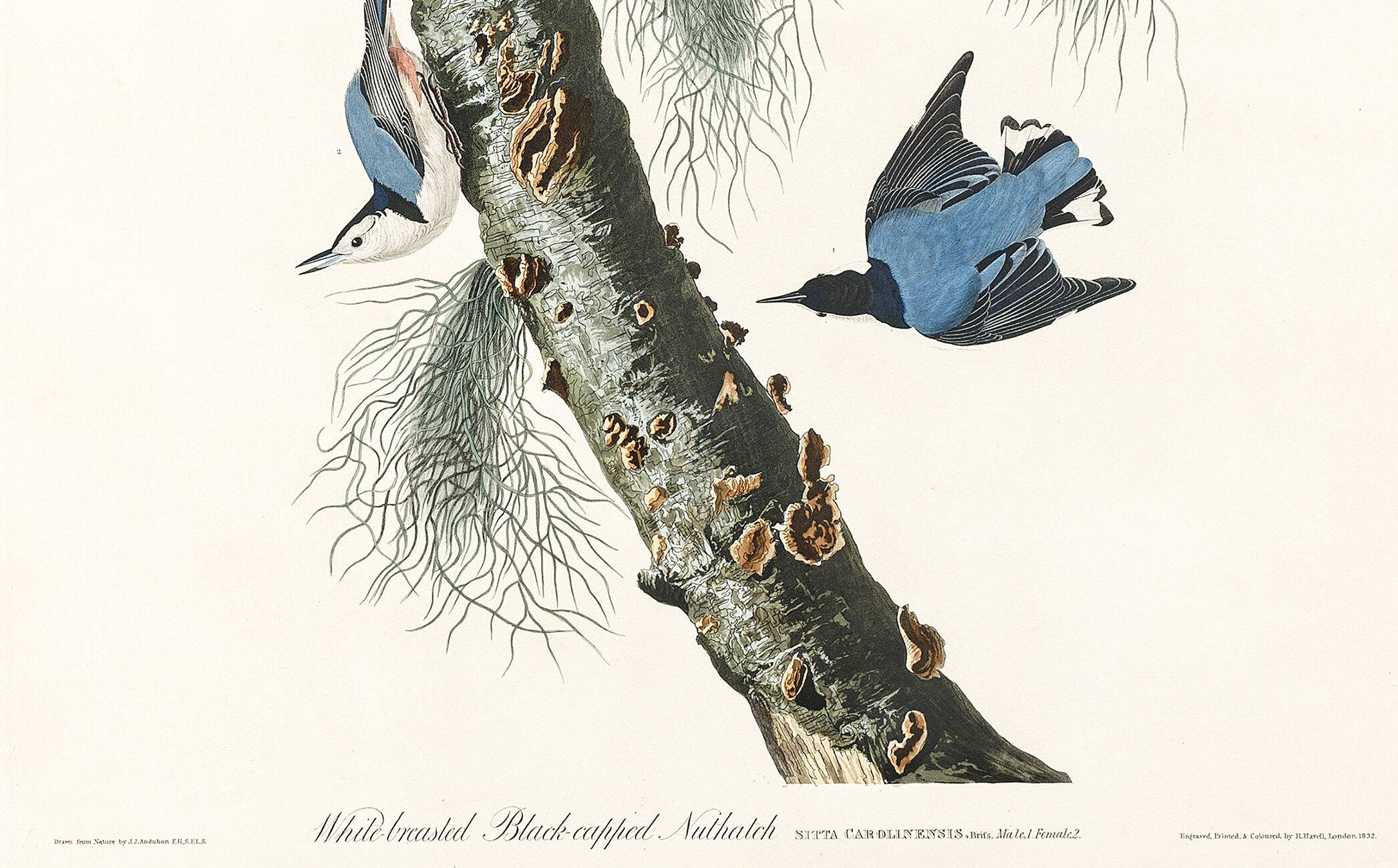 Poster about the White-breasted Nuthatch, after an old engraving