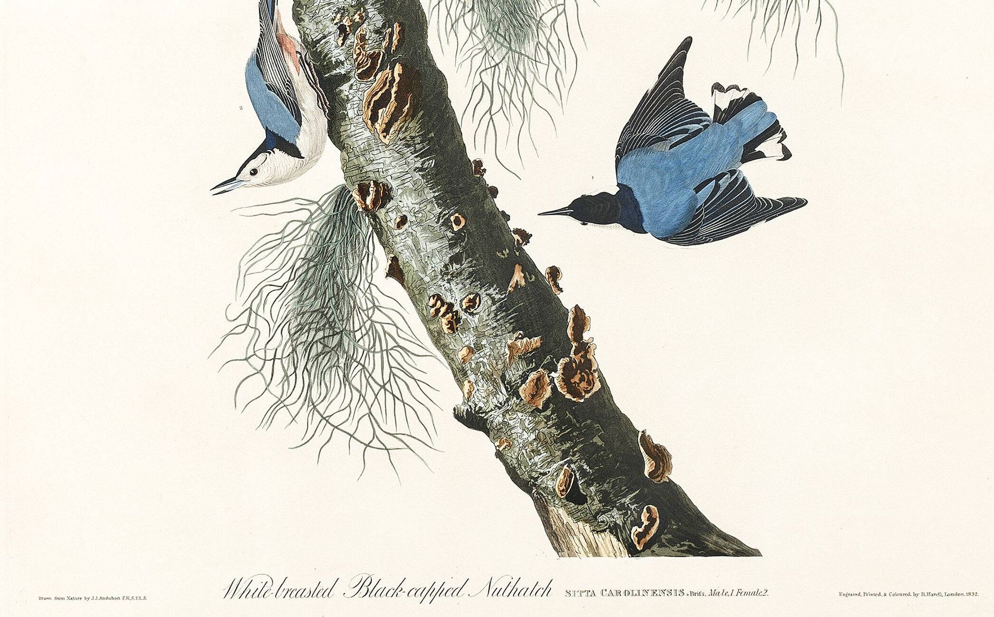 Affiche sur la Sittelle à poitrine blanche, d’après une gravure ancienne