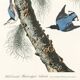 Poster about the White-breasted Nuthatch, after an old engraving