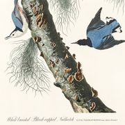 Affiche sur la Sittelle à poitrine blanche, d’après une gravure ancienne