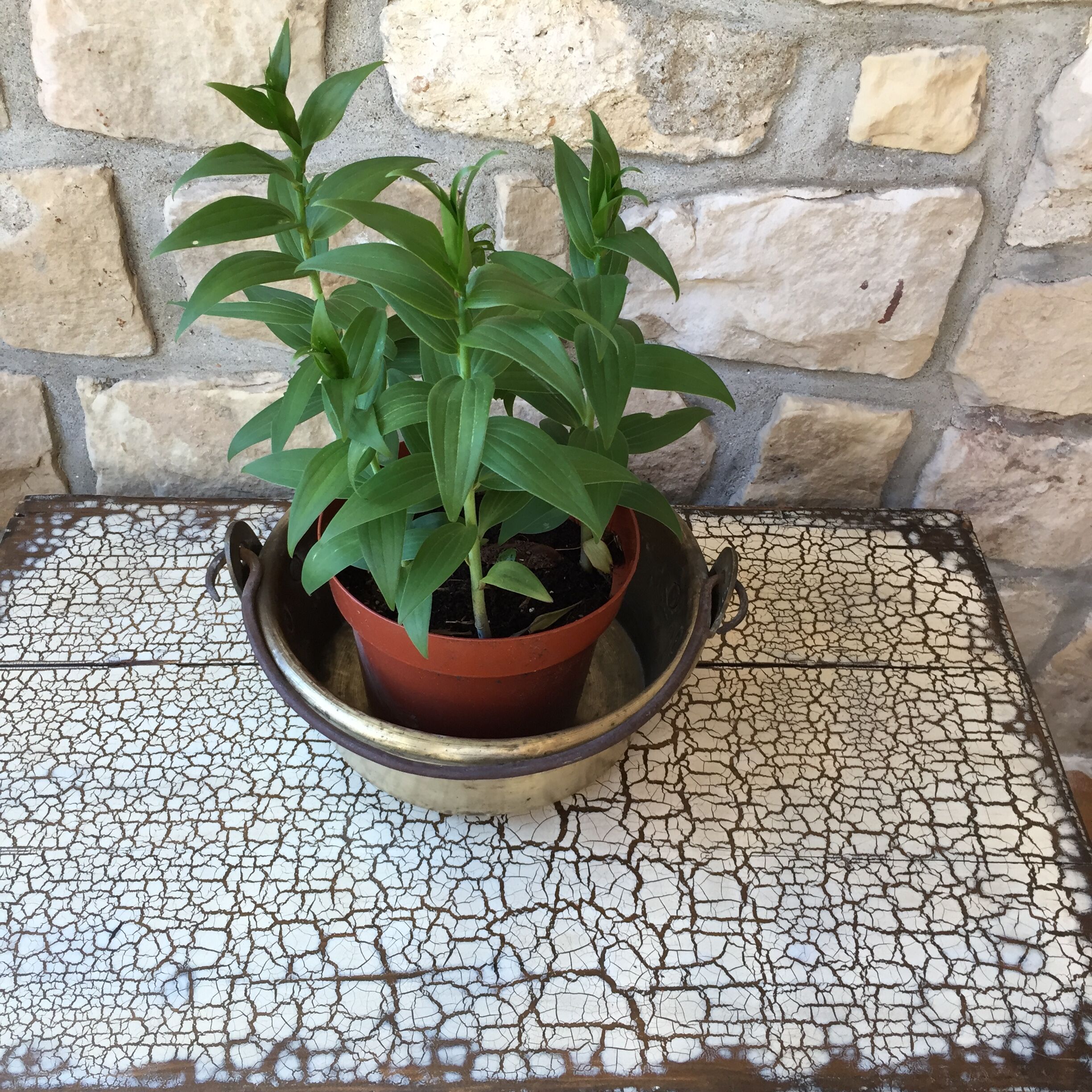 Basin cauldron or old garden in yellow copper
