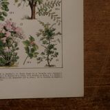 Original lithographs on trees