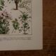 Original lithographs on trees