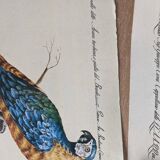 9 bird illustrations: parrots and parakeets