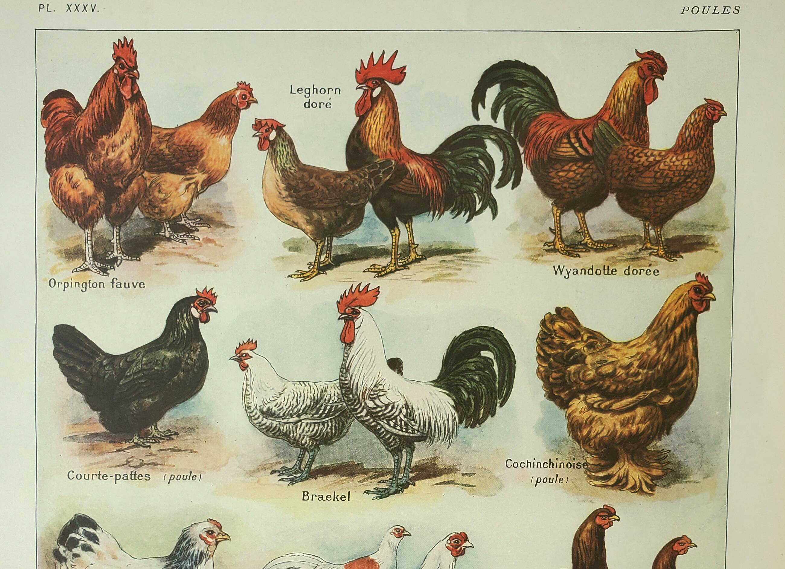 Gravure ancienne 1922, Poules 2, coq, races, basse-cour, ferme • Lithographie, Planche originale