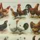 Gravure ancienne 1922, Poules 2, coq, races, basse-cour, ferme • Lithographie, Planche originale