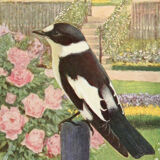 Illustration the fly gob with a bird collar